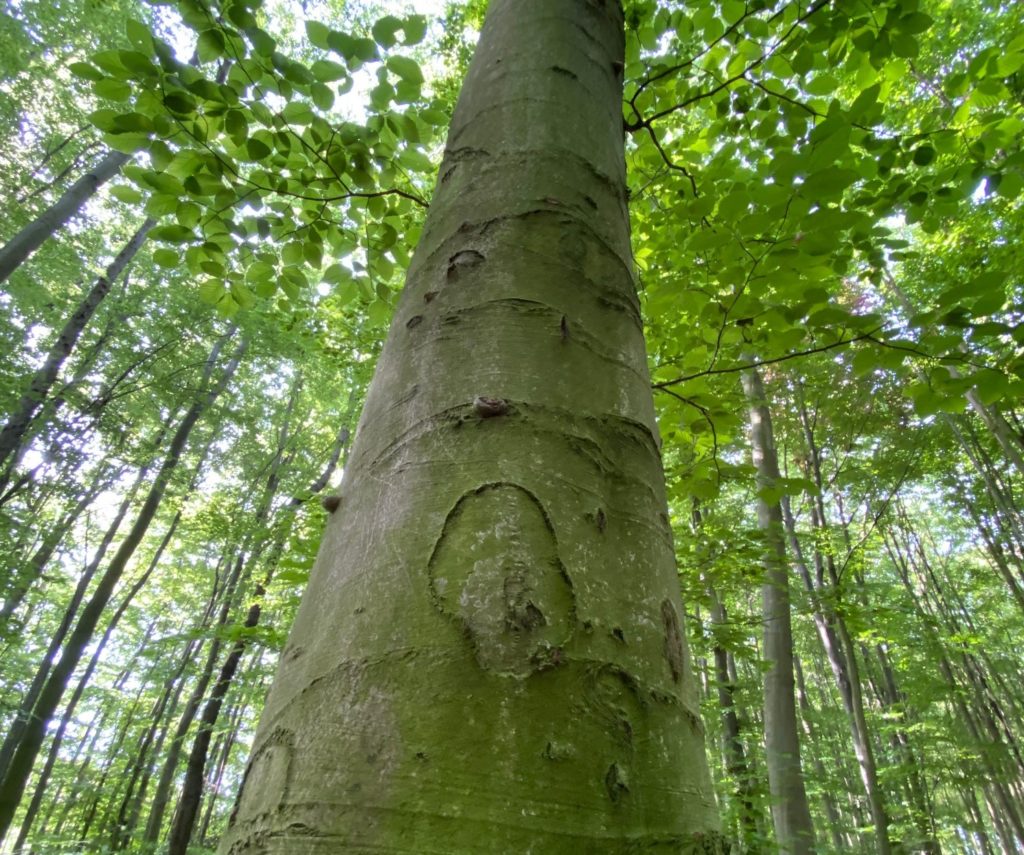 Wenn die Wurzeln stark sind, kann der Baum gut wachsen.